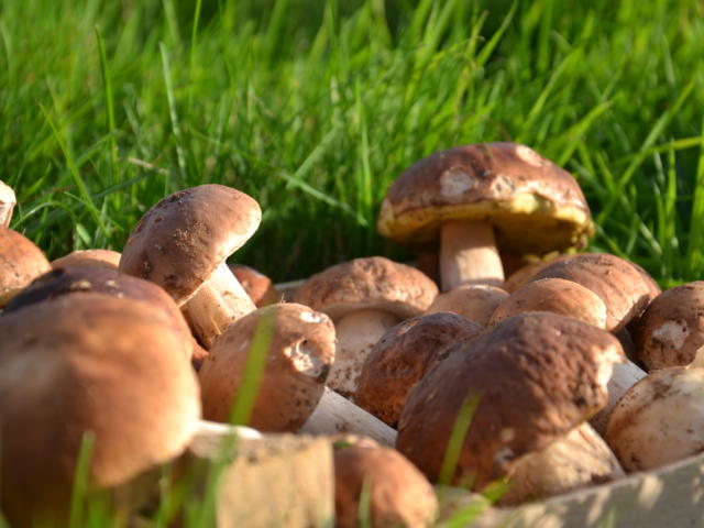 Cepes5