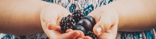 Small child hands holding blueberries and blackberries closeup. Image has vintage filter applied