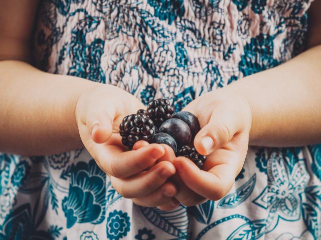 Small child hands holding blueberries and blackberries closeup. Image has vintage filter applied