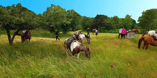 Ferme Equestre Trephy Chaumeil (5)