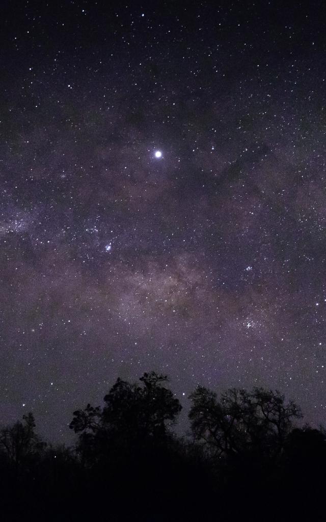 Ciel étoilé laissant apparaître l'ombre des arbres et de la nature