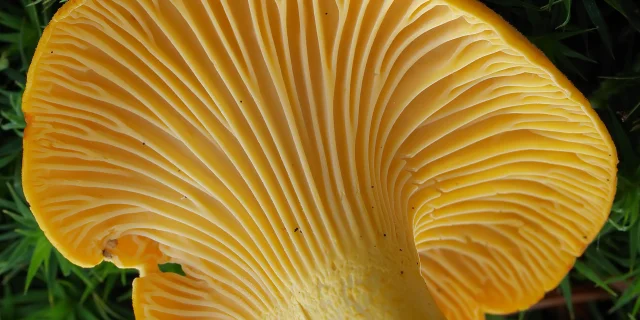 2007 07 14 Cantharellus Cibarius Detail