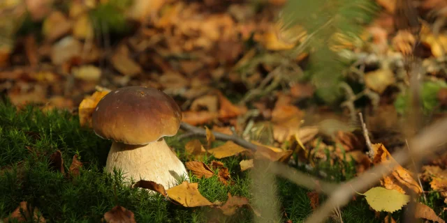 Le Jardin Nature D.Agnoux