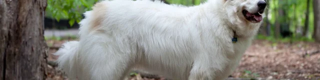 Great Pyrenees Mountain Dog