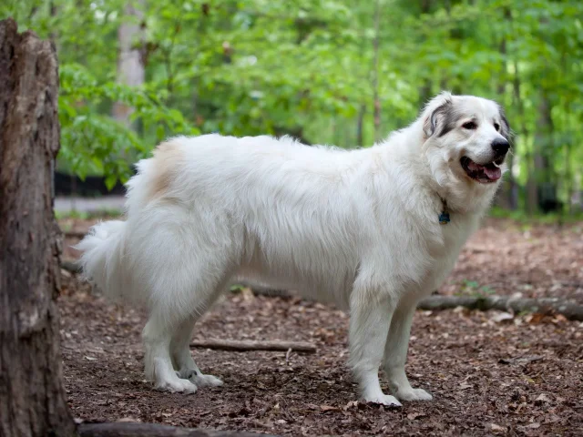 Great Pyrenees Mountain Dog